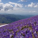 PEK Gora najavljuje akciju od 23.05 - 24.05. 2026. godine za Staru planinu.
